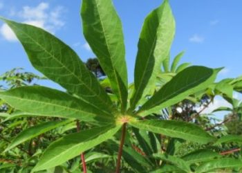 Ya se puede detectar con facilidad un virus que afecta las plantaciones de mandioca