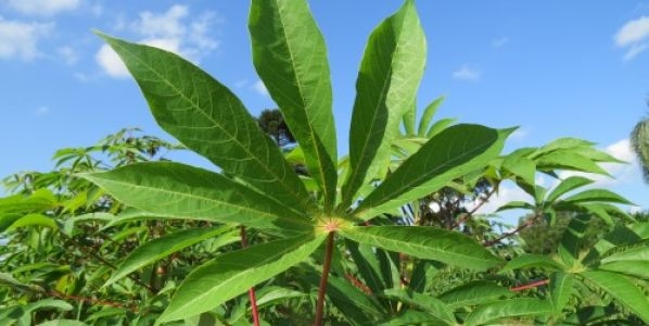 Ya se puede detectar con facilidad un virus que afecta las plantaciones de mandioca