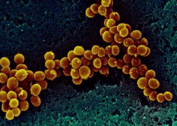 Agroindustria también debe autorizar los experimentos con microorganismos