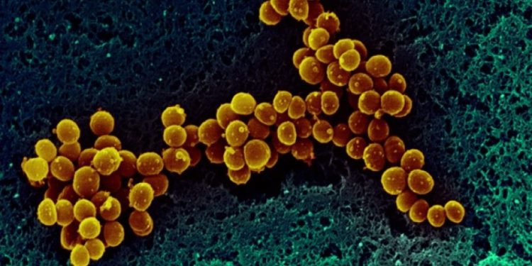 Agroindustria también debe autorizar los experimentos con microorganismos