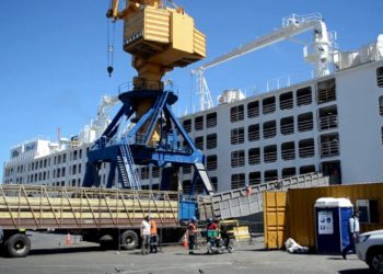 ¿Cuánto falta para que la Argentina exporte ganado en pie a Medio Oriente?