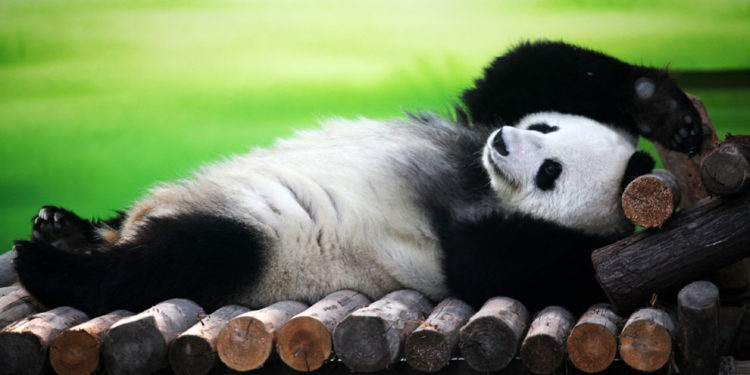 El ruralismo se despereza y descubre que había quedado solo en la cueva