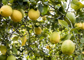 La otra cara del boom limonero: Al productor le llega solo 1 peso por limón