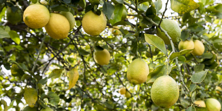 La otra cara del boom limonero: Al productor le llega solo 1 peso por limón