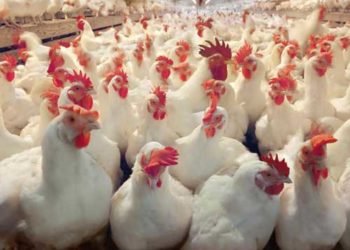 Como los tamberos, los “integrados” avícolas se sienten el último orejón del tarro