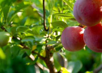 Las economías regionales repuntan, pero todavía poco y de modo desparejo