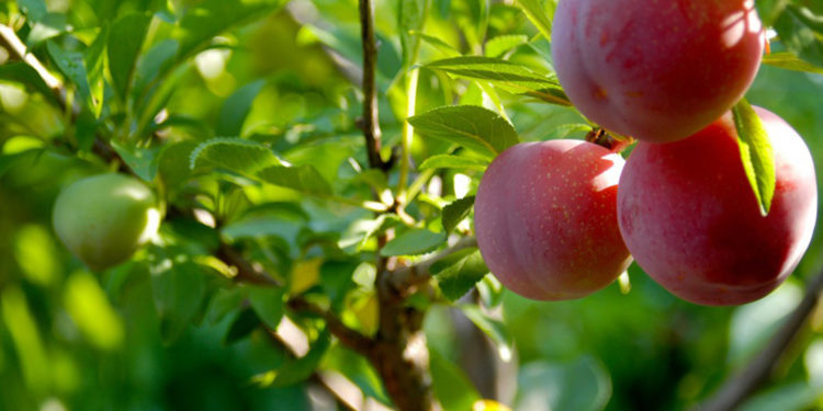 Las economías regionales repuntan, pero todavía poco y de modo desparejo