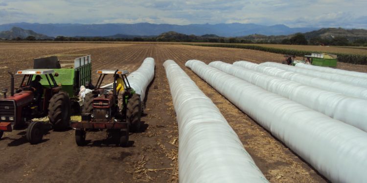 La Argentina es una fábrica de chorizos: Se usarán 250 mil silobolsas esta campaña