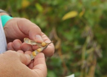 Producir soja en el norte es la mejor forma de colaborar con el déficit cero