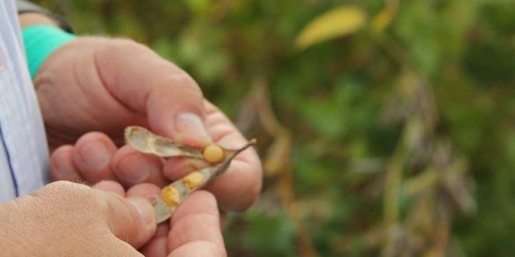 Producir soja en el norte es la mejor forma de colaborar con el déficit cero