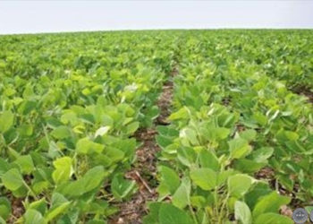 Por no fertilizar bien, la Argentina pierde 5 millones de toneladas de soja cada año