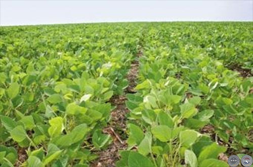 Por no fertilizar bien, la Argentina pierde 5 millones de toneladas de soja cada año