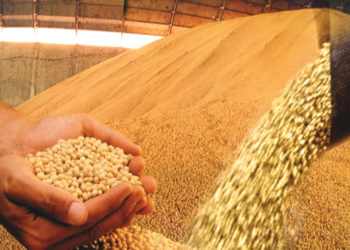Según Agroindustria, hay menos soja disponible de lo que se calculaba