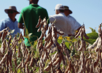 ¿Es posible lograr hasta 33% más de soja sin incrementar el área? “Sí, se puede”, diría Macri