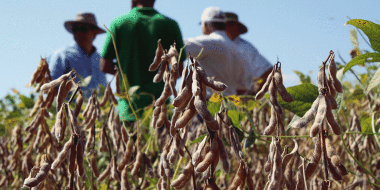 ¿Es posible lograr hasta 33% más de soja sin incrementar el área? “Sí, se puede”, diría Macri