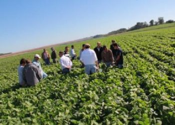 El fantasma de Monsanto seguirá poniendo dinero para controlar la soja Intacta
