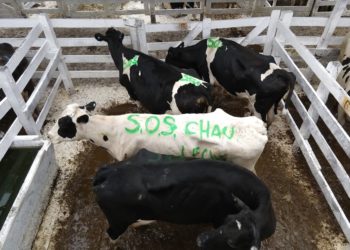 “Profunda desilusión al más alto nivel”: Eso sintió la Mesa de Enlace tras hablar sobre lechería con Etchevehere