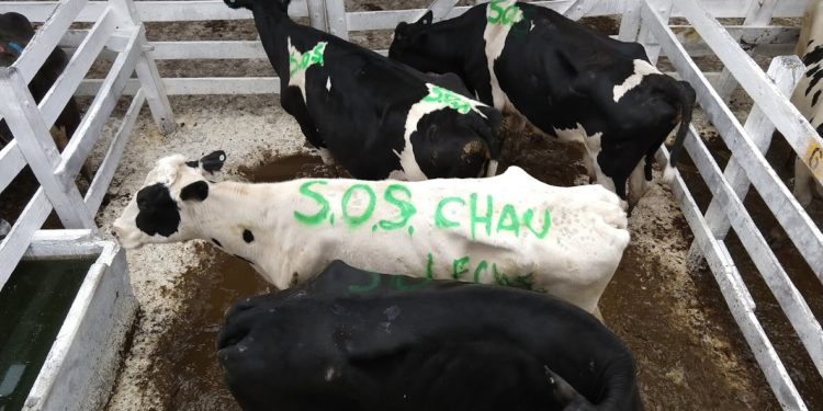 “Profunda desilusión al más alto nivel”: Eso sintió la Mesa de Enlace tras hablar sobre lechería con Etchevehere