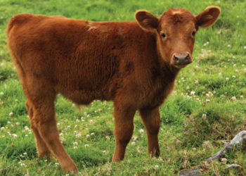 Relajan las sanciones para quienes no cumplan con el peso mínimo de faena