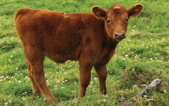 Relajan las sanciones para quienes no cumplan con el peso mínimo de faena