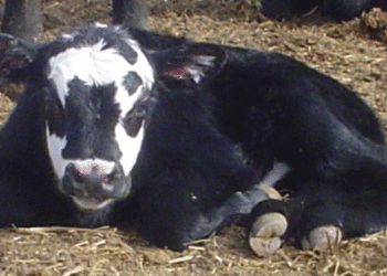 El mal de las vacas locas volvió a la cuna: Se detectó un caso en Escocia