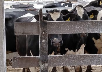 La lechería sigue corriendo detrás de una zanahoria inalcanzable