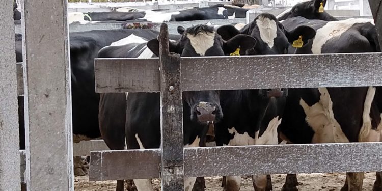 La lechería sigue corriendo detrás de una zanahoria inalcanzable