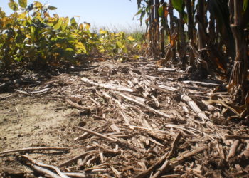 ¿Y quién dice que no se puede producir sin químicos sobre las 300 mil hectáreas vedadas en Entre Ríos?