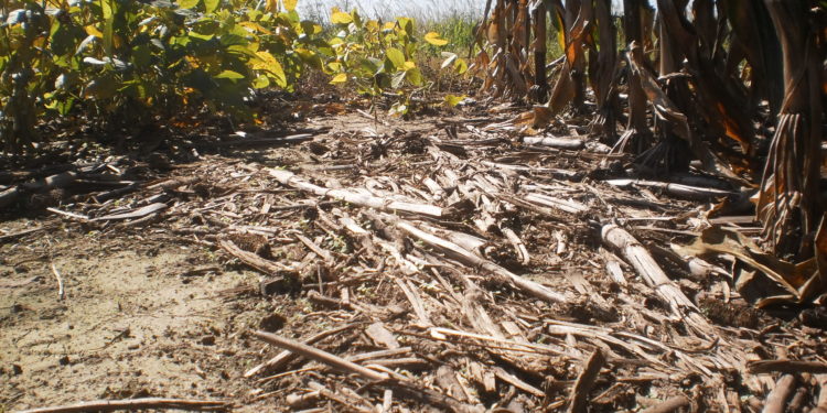 ¿Y quién dice que no se puede producir sin químicos sobre las 300 mil hectáreas vedadas en Entre Ríos?