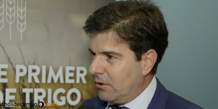 Los molinos sobre el trigo transgénico: “Si implica no venderle a Brasil, ¿cuál es el negocio?”