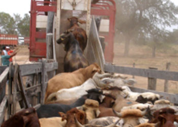 Las guías para mover hacienda en Provincia de Buenos Aires podrán tramitarse por Internet