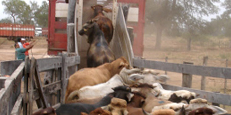 Las guías para mover hacienda en Provincia de Buenos Aires podrán tramitarse por Internet