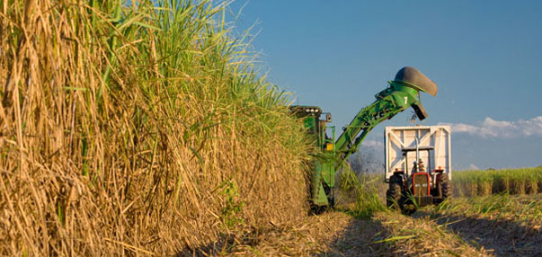 La ex ONCCA extiende sus controles al sector sucroalcoholero