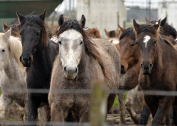 Deberán llevar un chip todos los caballos que vayan al matadero