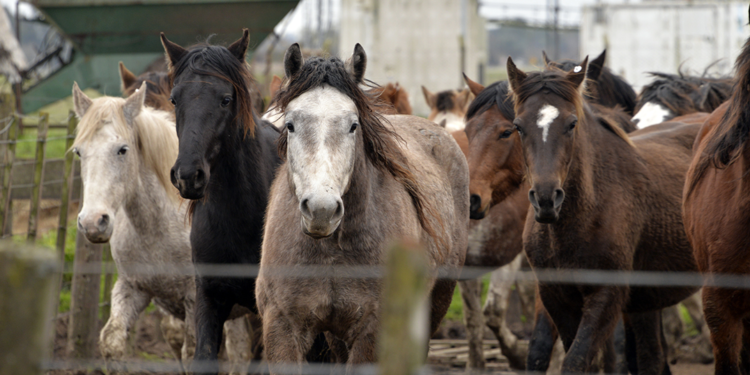 Deberán llevar un chip todos los caballos que vayan al matadero