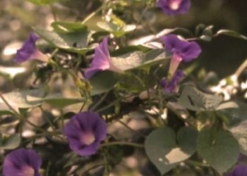 Investigaciones del INTA: ¿Una campanilla contra el Parkison?