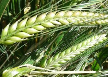 El boom de la cerveza artesanal comienza en el campo, con la cebada