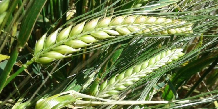 El boom de la cerveza artesanal comienza en el campo, con la cebada