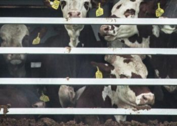 El Gobierno dice que no hay problema para empezar a exportar ganado en pie