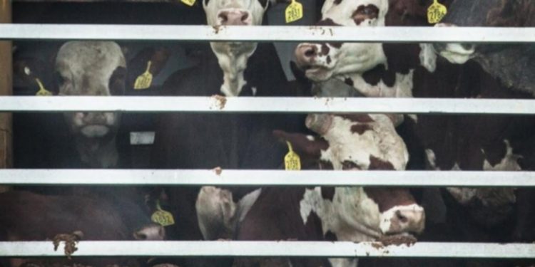 El Gobierno dice que no hay problema para empezar a exportar ganado en pie