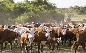 La rebelión correntina da sus primeros frutos: Flexibilizan los controles contra la garrapata