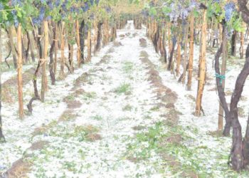 Luego de la feroz granizada, piden la emergencia para el sur de Mendoza