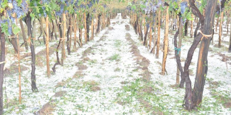 Luego de la feroz granizada, piden la emergencia para el sur de Mendoza