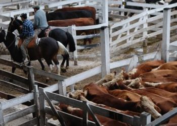 Habla el arquitecto que debe terminar el nuevo Mercado de Cañuelas antes del 2020