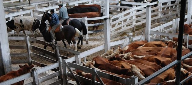 Habla el arquitecto que debe terminar el nuevo Mercado de Cañuelas antes del 2020