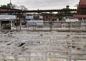 De primera mano: ¿Cómo será el proceso de mudanza del Mercado de Liniers?