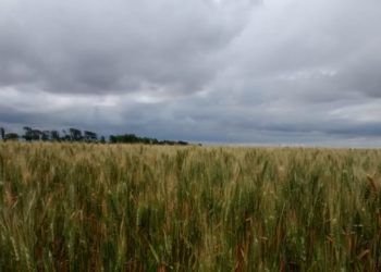 Pese a las retenciones, la presión fiscal de Macri sobre el sector agrícola sigue siendo menor a la de Cristina