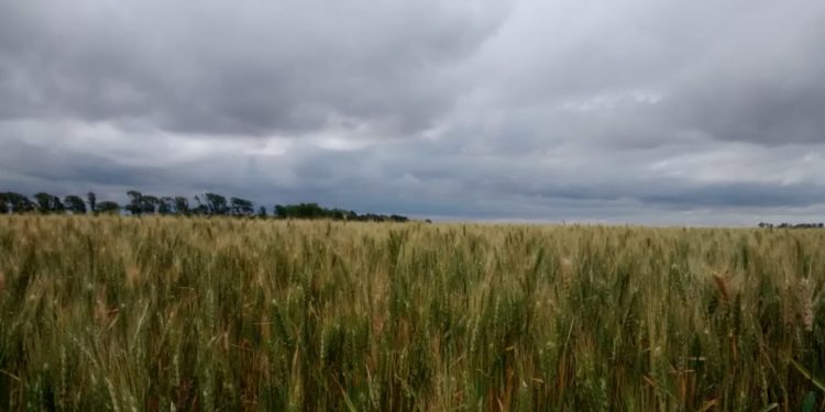 Pese a las retenciones, la presión fiscal de Macri sobre el sector agrícola sigue siendo menor a la de Cristina