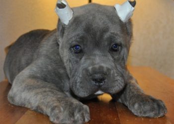 Un perro con orejas de gato: Invento argentino para zafar de las retenciones a la soja