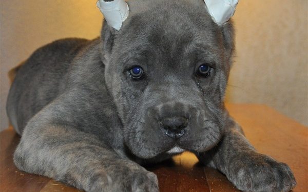 Un perro con orejas de gato: Invento argentino para zafar de las retenciones a la soja